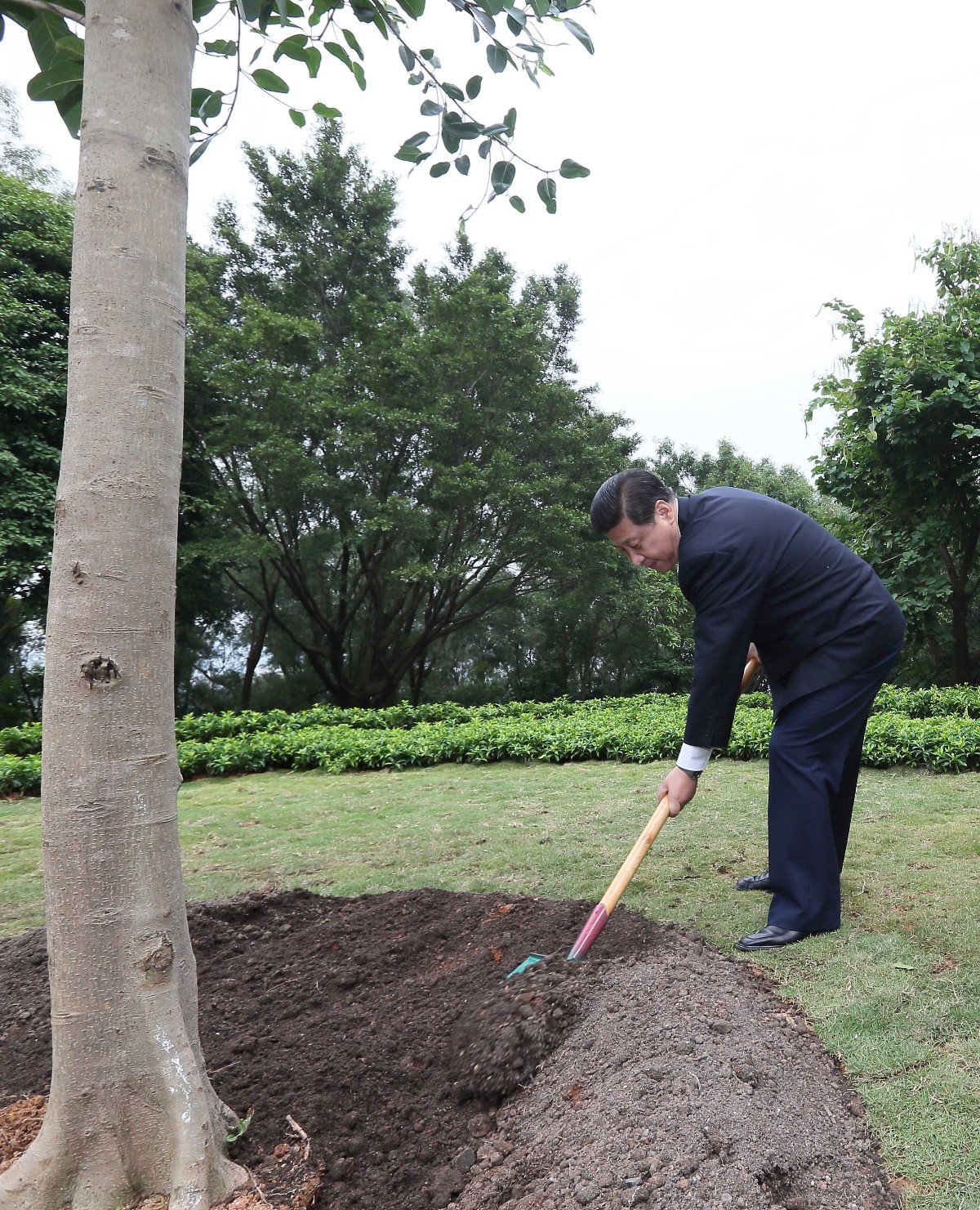 2012年12月8日，習近平在深圳蓮花山公園種下一棵高山榕樹。