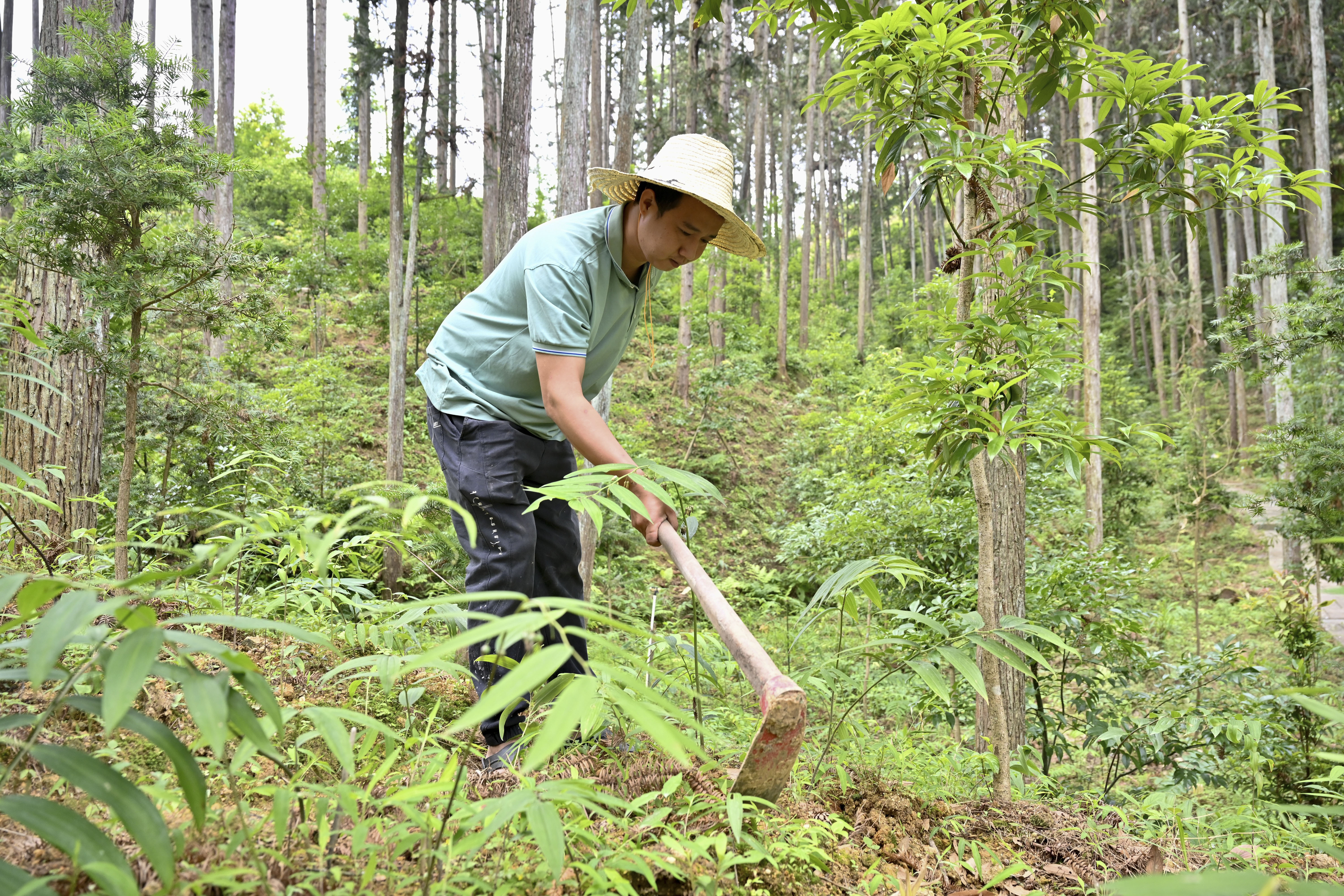 2024年5月9日，福建省三明市馬巖林下經(jīng)濟(jì)種植示范基地工人在管理林下種植的多花黃精。