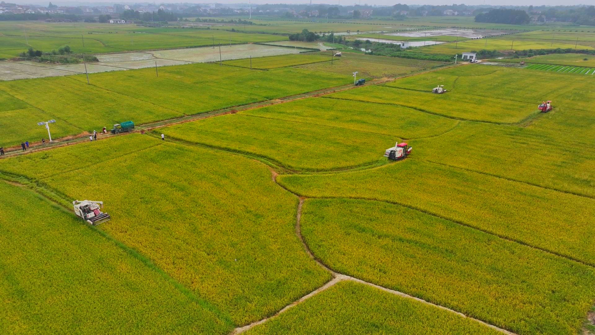 數(shù)臺收割機(jī)同時作業(yè)。常德市鼎城區(qū)融媒體中心供圖