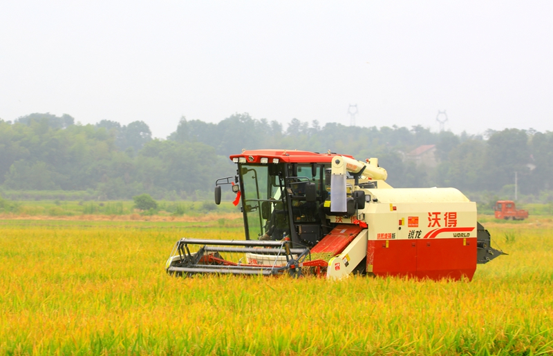 早稻收割忙，農(nóng)機(jī)來助力。常德市鼎城區(qū)融媒體中心供圖