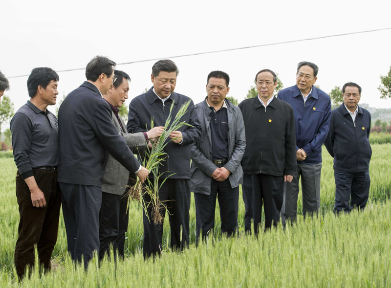 2016年4月25日下午，習(xí)近平在安徽滁州市鳳陽縣小崗村察看小麥長勢。左一為種糧大戶程夕兵。新華社記者 李學(xué)仁 攝