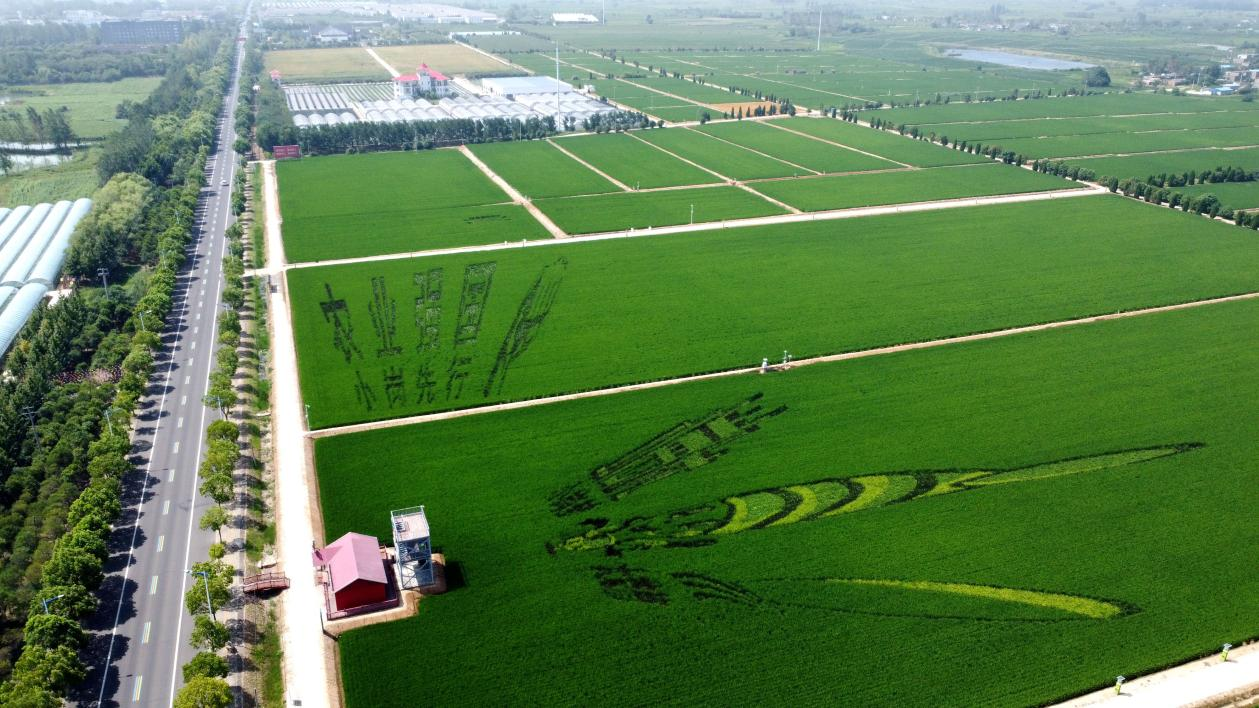 俯瞰小崗村高標(biāo)準(zhǔn)農(nóng)田。鳳陽縣委宣傳部供圖